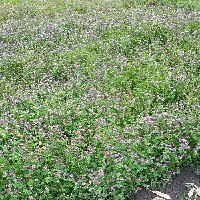 150144(Trifolium rueppellianum9450).jpg