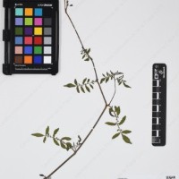 CIP 762915_SSTH 7397_14.jpg