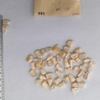 CIMMYTMA 390 - Reference Inventory.jpg