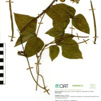 24065 herbarium
