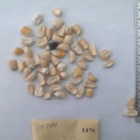 CIMMYTMA 1470 - Reference Inventory.jpg