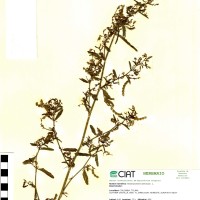 20723 herbarium