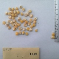 CIMMYTMA 1143 - Reference Inventory.jpg