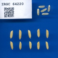 IRGC 64220 Seed Photo