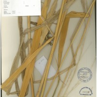 IRGC 100952 Herbarium