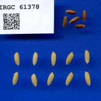 IRGC 61378 Seed Photo