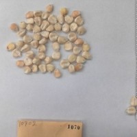 CIMMYTMA 1070 - Reference Inventory.jpg