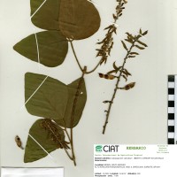 18556 herbarium