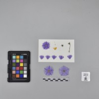 CIP765735_RPSP 051_F.JPG