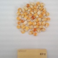 CIMMYTMA 4372 - Reference Inventory.jpg