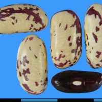 G14708 seed.jpg
