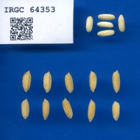 IRGC 64353 Seed Photo
