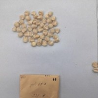 CIMMYTMA 46 - Reference Inventory.jpg