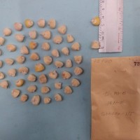 CIMMYTMA 7294 - Reference inventory.jpg