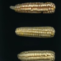 CIMMYTMA 211 GUER 146 PV22A-1903-157 E828 _compress.jpg