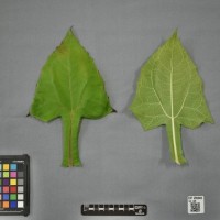 CIP 205045 (leaf).jpg