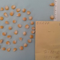 CIMMYTMA 5527 - Reference Inventory.jpg