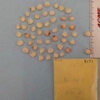 CIMMYTMA 5171 - Reference Inventory.jpg