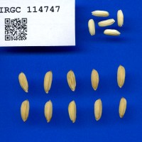 IRGC 114747 Seed Photo