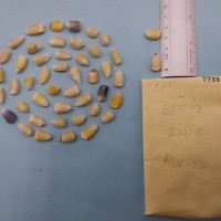 CIMMYTMA 7739 - Reference inventory.jpg