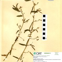 18240 herbarium