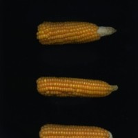 CIMMYTMA 4912 BRAZ 1986 AF20A-0903-51 E1.jpg