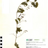 17862 herbarium