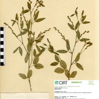 7519 herbarium
