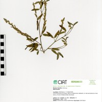 14176 herbarium