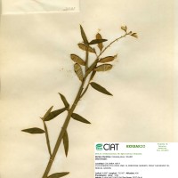 21538 herbarium