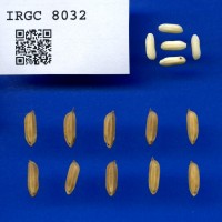 IRGC 8032 Seed Photo