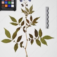 CIP 765709_RPSP 021_04.jpg