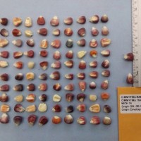 CIMMYTMA 15918 - Reference Inventory.jpg