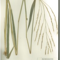 IRGC 93268 Herbarium