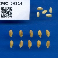 IRGC 36114 Seed Photo