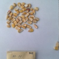 CIMMYTMA 302 - Reference Inventory.jpg