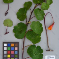 CIP 203066 Herbarium