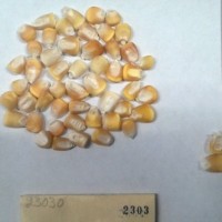 CIMMYTMA 2303 - Reference Inventory.jpg