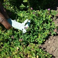 101950(Trifolium decorum2195).jpg