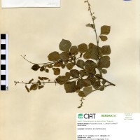 19992 herbarium