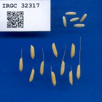 IRGC 32317 Seed Photo