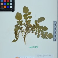 VSOA 53 CIP 760584_200471.JPG