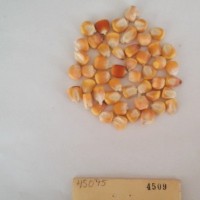 CIMMYTMA 4509 - Reference Inventory.jpg