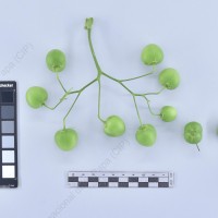 CIP 761234_OCHS 11613_mcq_B_2024.jpg