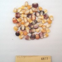 CIMMYTMA 4877 - Reference Inventory.jpg