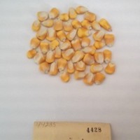 CIMMYTMA 4428 - Reference Inventory.jpg