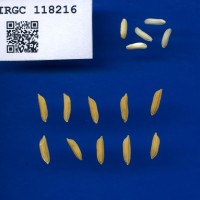 IRGC 118216 Seed Photo