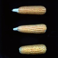 CIMMYTMA 4924 BRAZ 2029 AF20A-0903-26 E1.jpg