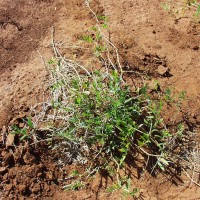 Vicia sativa 7686 plant.JPG