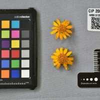 CIP 205010 (flower).jpg